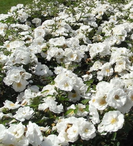 Biały  - Róże pienne - z kwiatami pojedynczymi - korona zwisająca